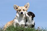 CORGI PEMBROKE 380